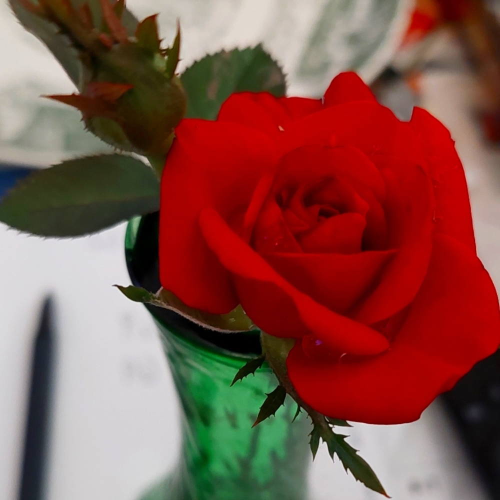 Red Rose